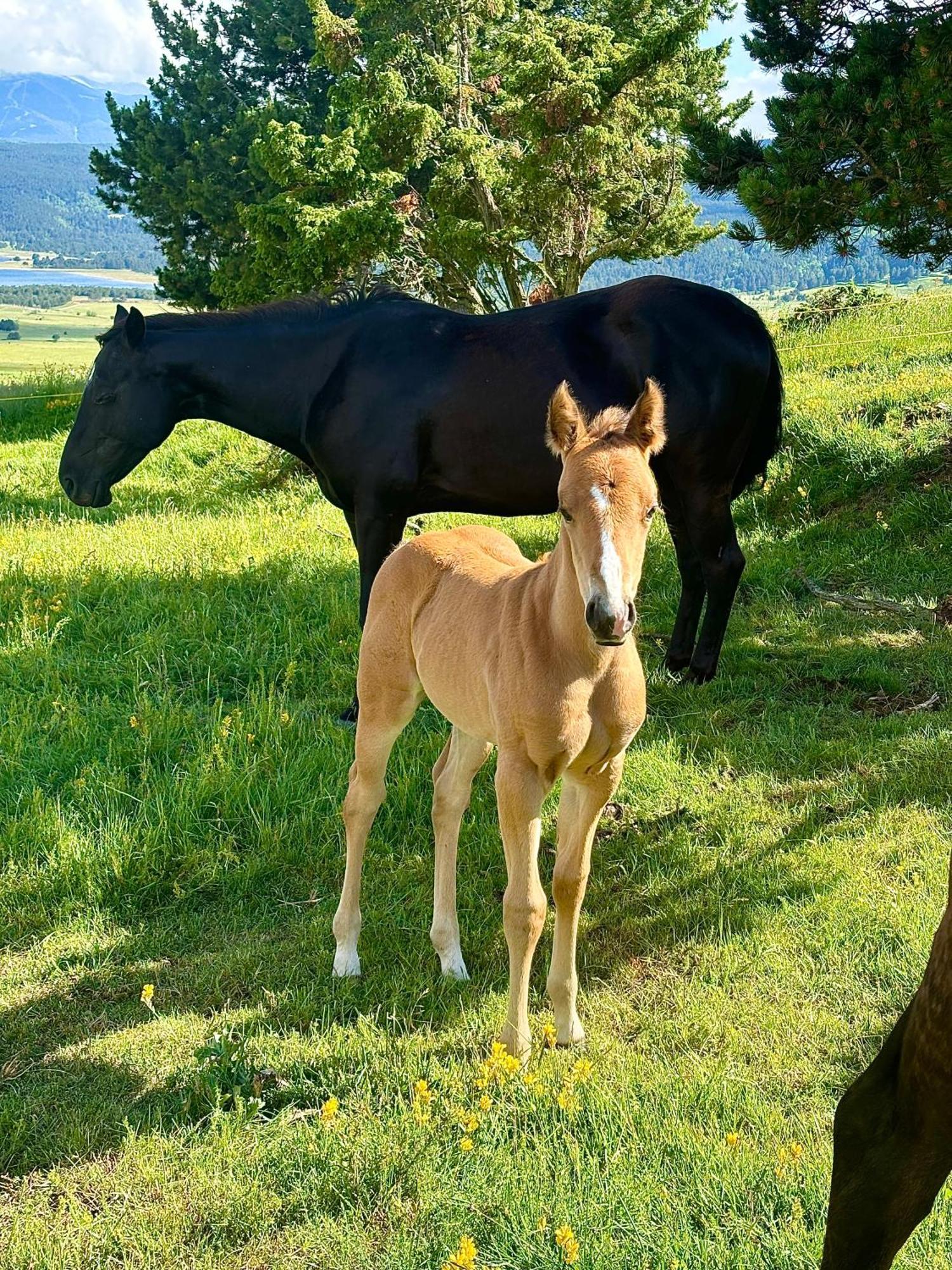 Gite Ranch Le Serpolet Лез-Англь Экстерьер фото